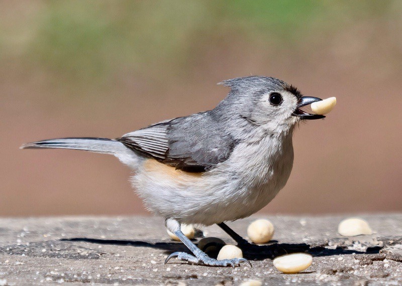 Tufted Titmouse by Rhododendrites is licensed under CC BY-SA 4.0.